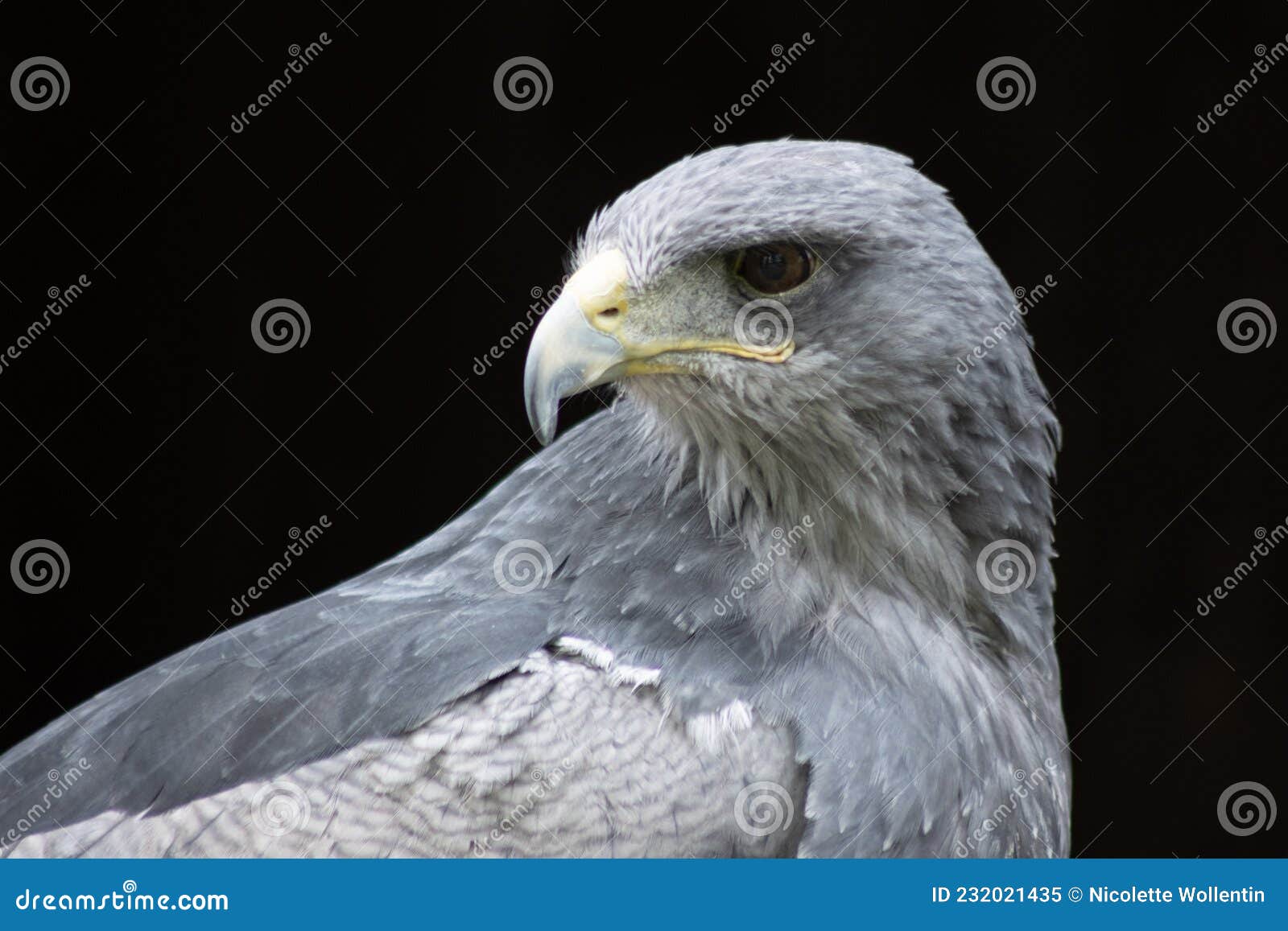 cordillary eagle blue buzzard or aguja geranoaÃÂ«tus melanoleucus