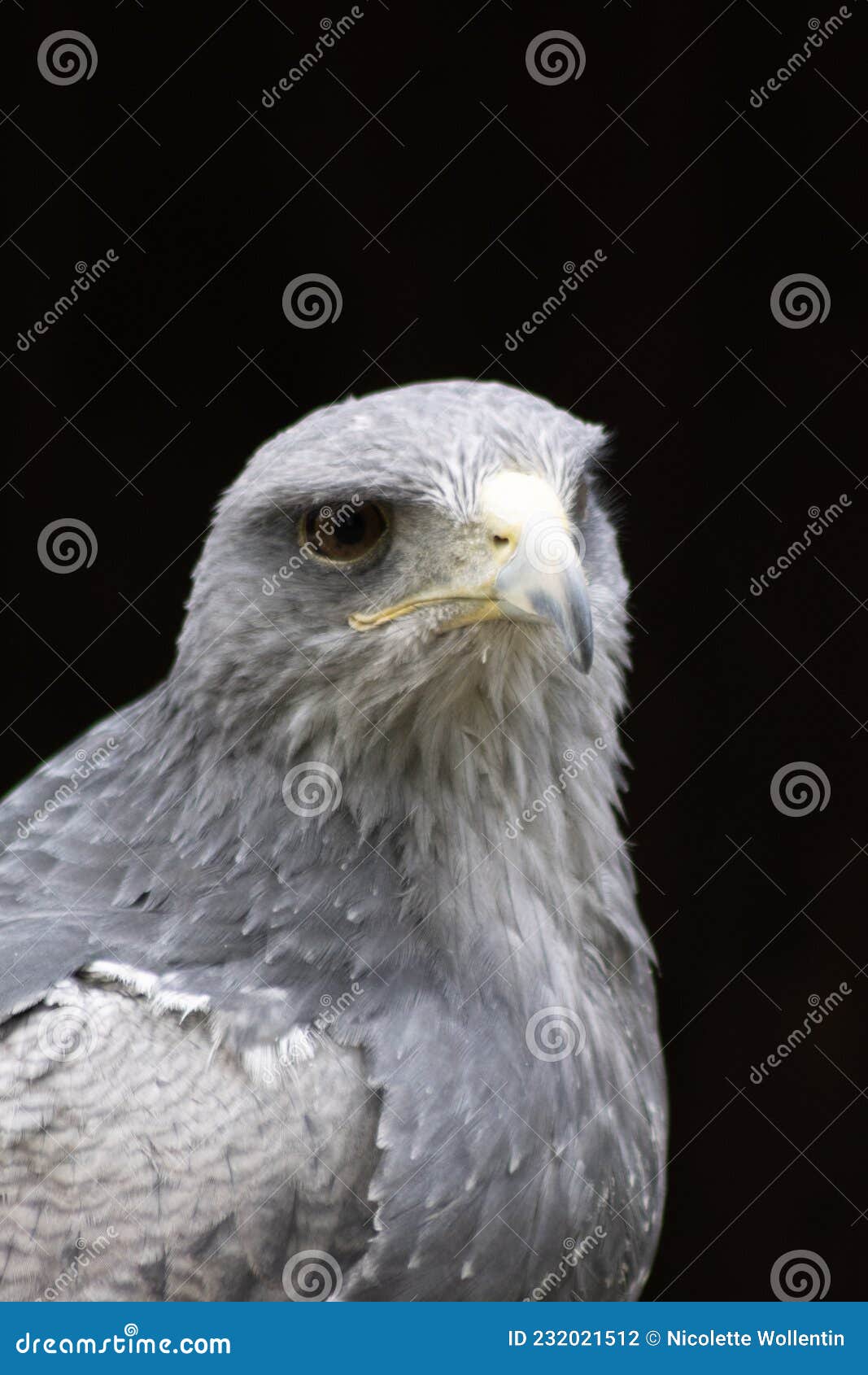 cordillary eagle blue buzzard or aguja geranoaÃÂ«tus melanoleucus