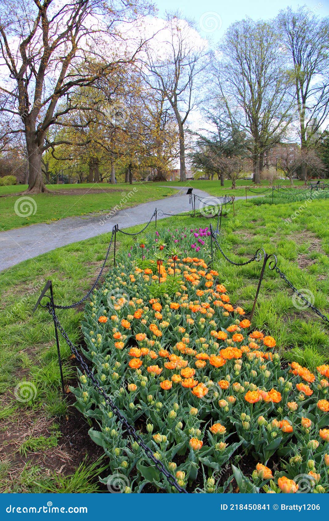 cordoned off sections of beautiful orange tulips growing in springtime garden