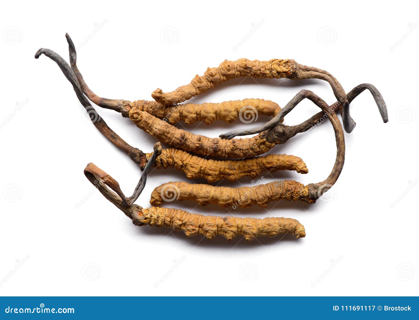 cordycep sinensis herbs chong cao viagra.  on white background.
