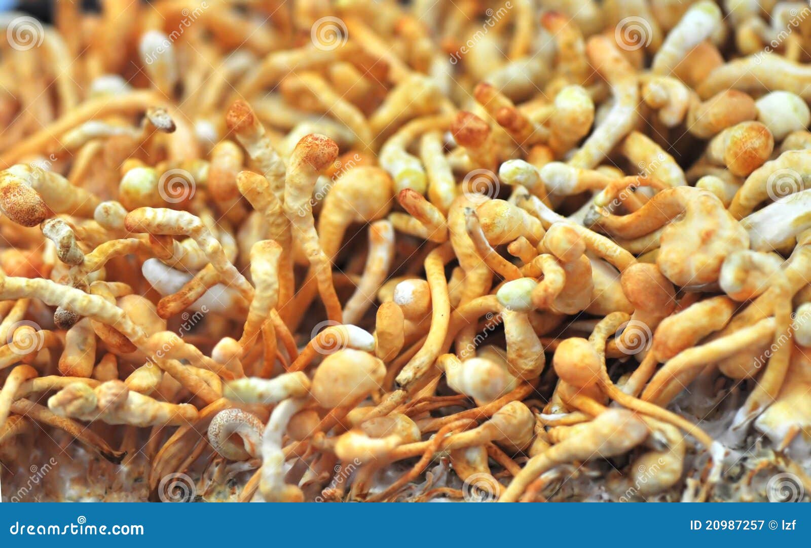 Cordyceps sinensis stock image. Image of fresh, chinese - 20987257