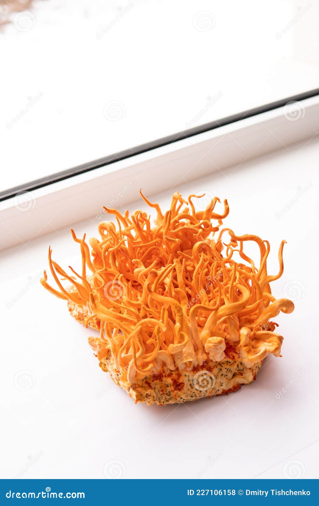 Cordyceps Treatment With Adenosine. Fresh Cordyceps Cordycepin