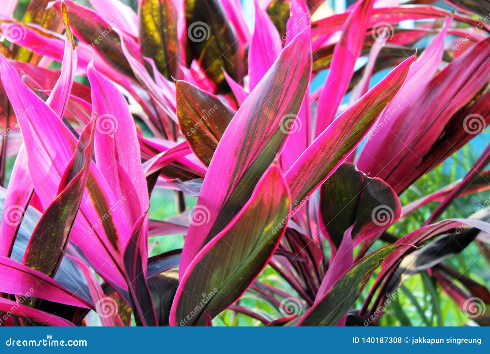 Cordyline Fruticosa Plants In The Zone Southeast Asia ...