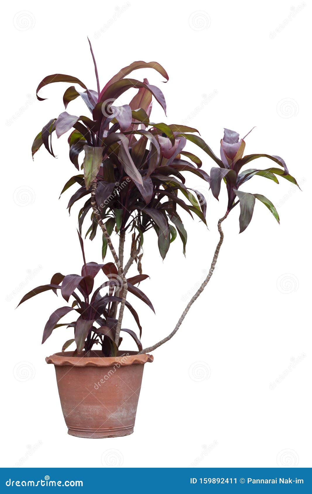 cordyline fruticosa or ti plant in brown pot  on white background.