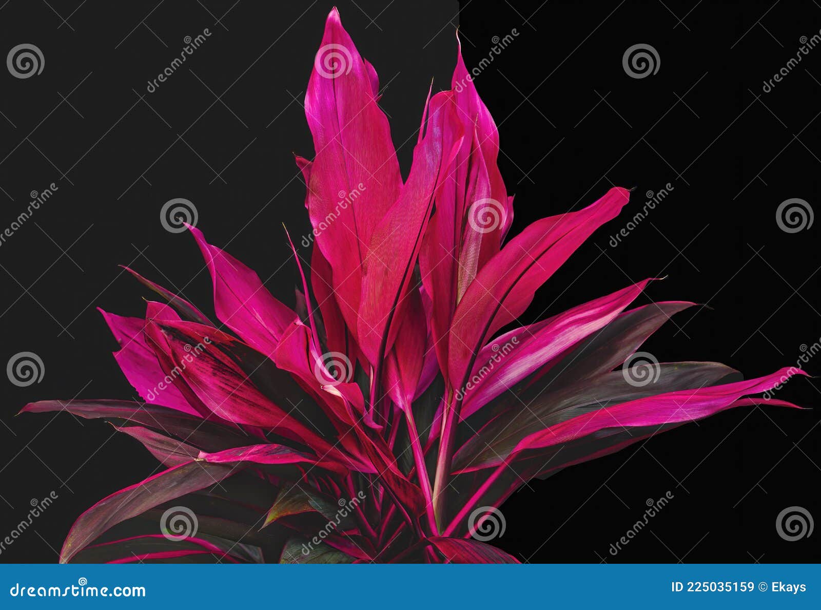 cordyline plant pink stems and leaves
