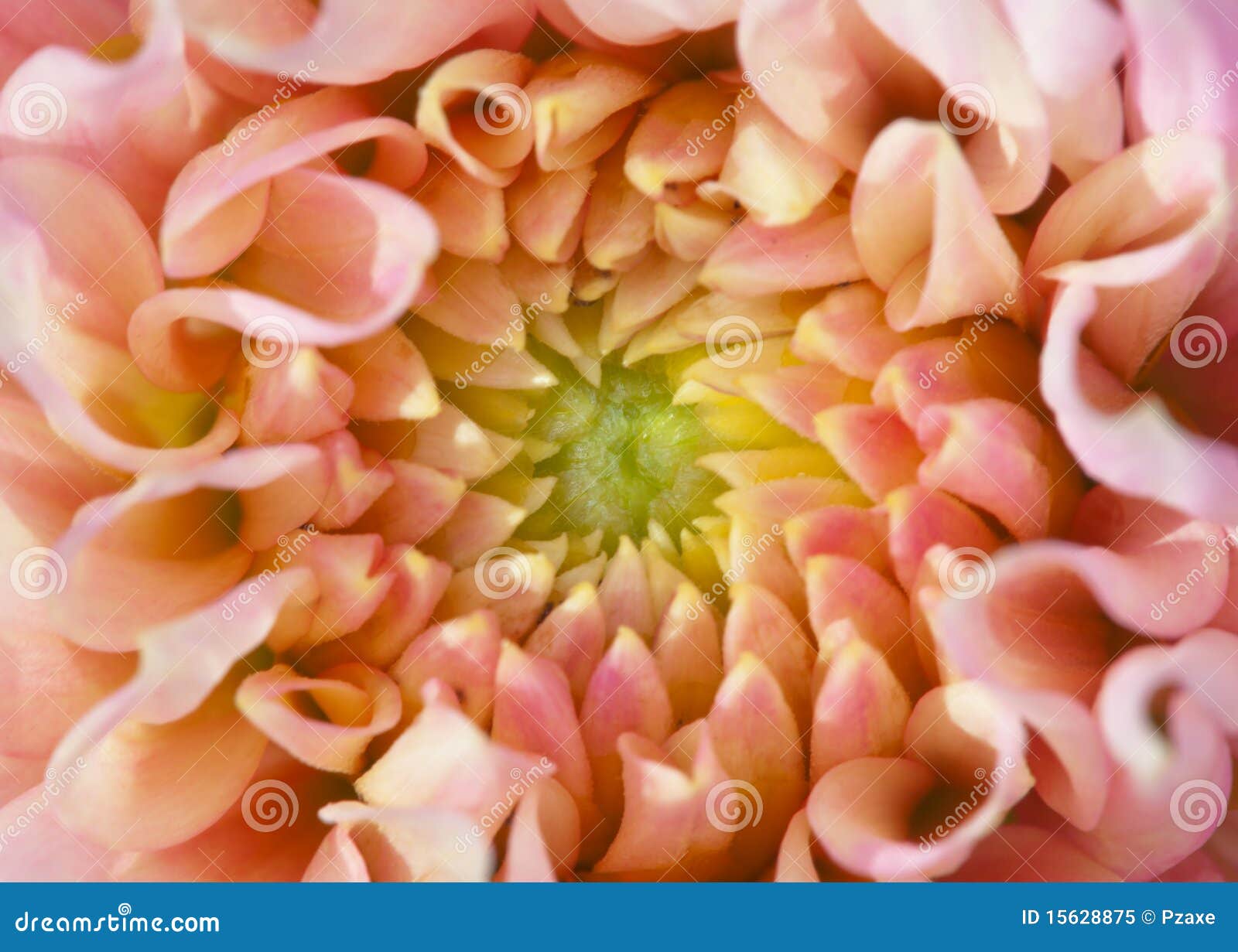 Core of Big Beautiful Flower Stock Image Image of photograph