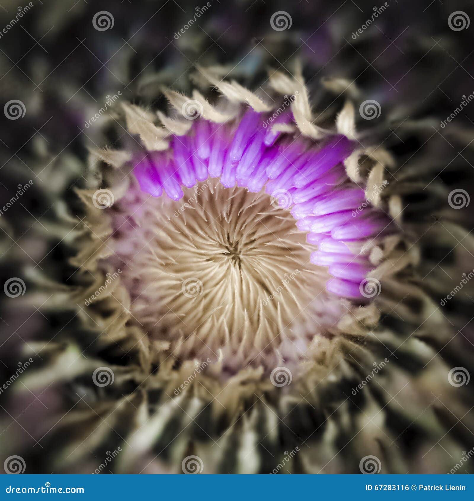 Core of Nature stock photo. Image of biology, wilderness 67283116