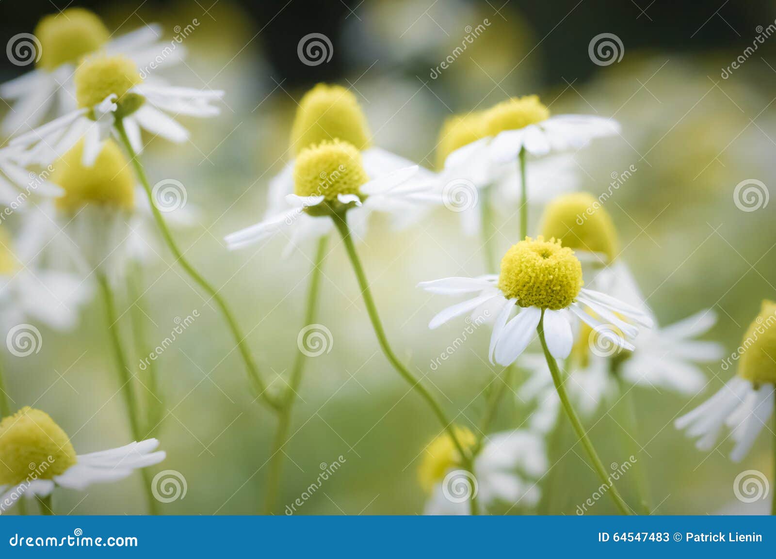 Core of Nature stock image. Image of ecology, flower 64547483