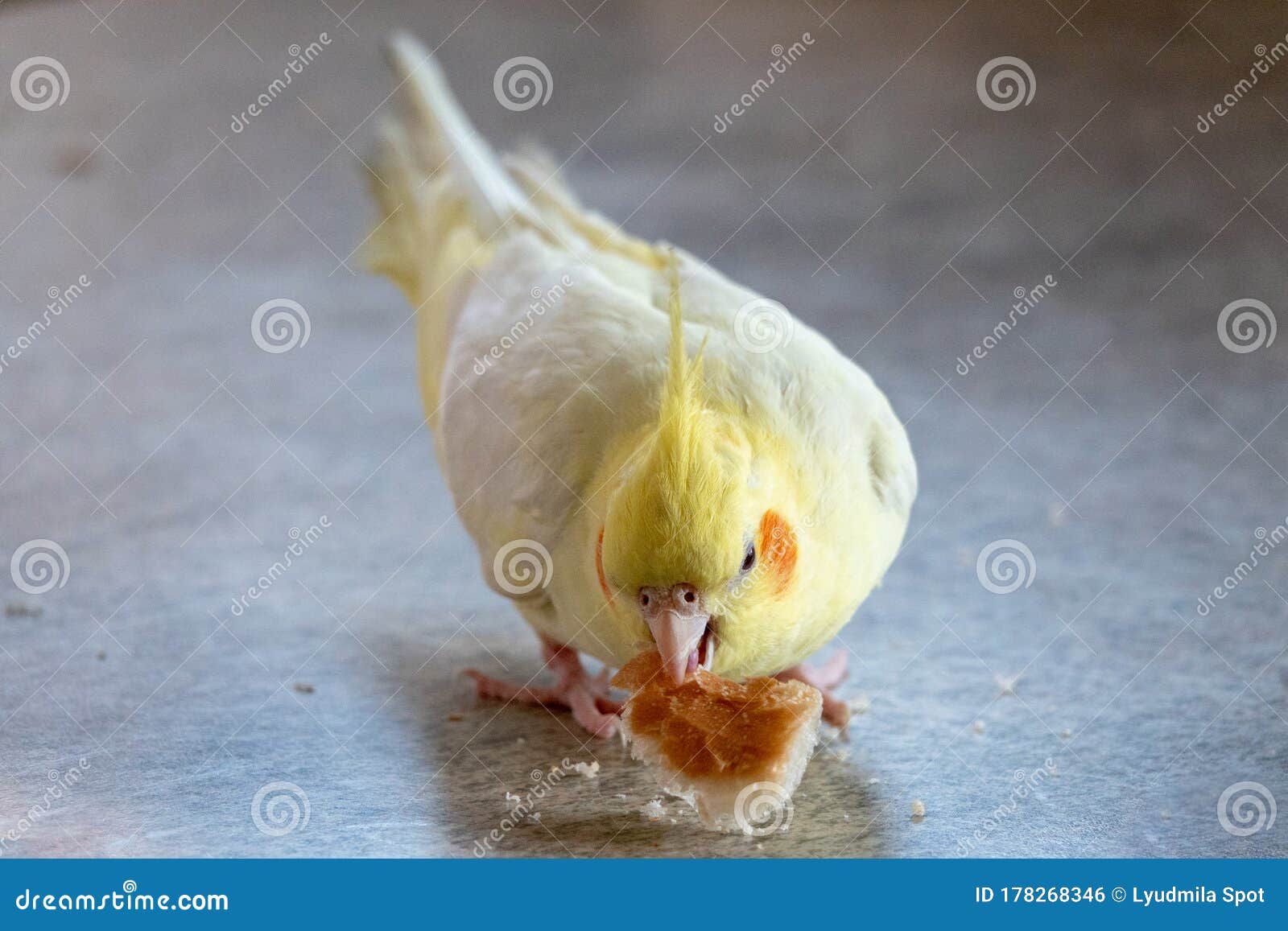 Corella Parrot Eats the Bread of Life Animals Wild Bird Stock Photo