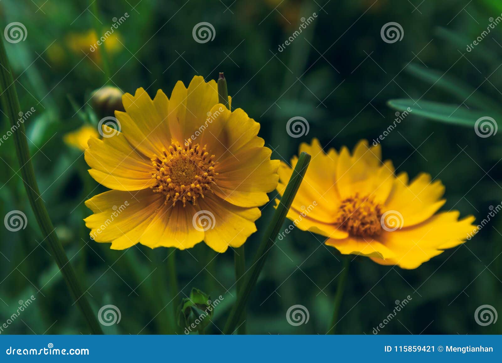 coreopsis-coreopsis drummondii torr. et gray