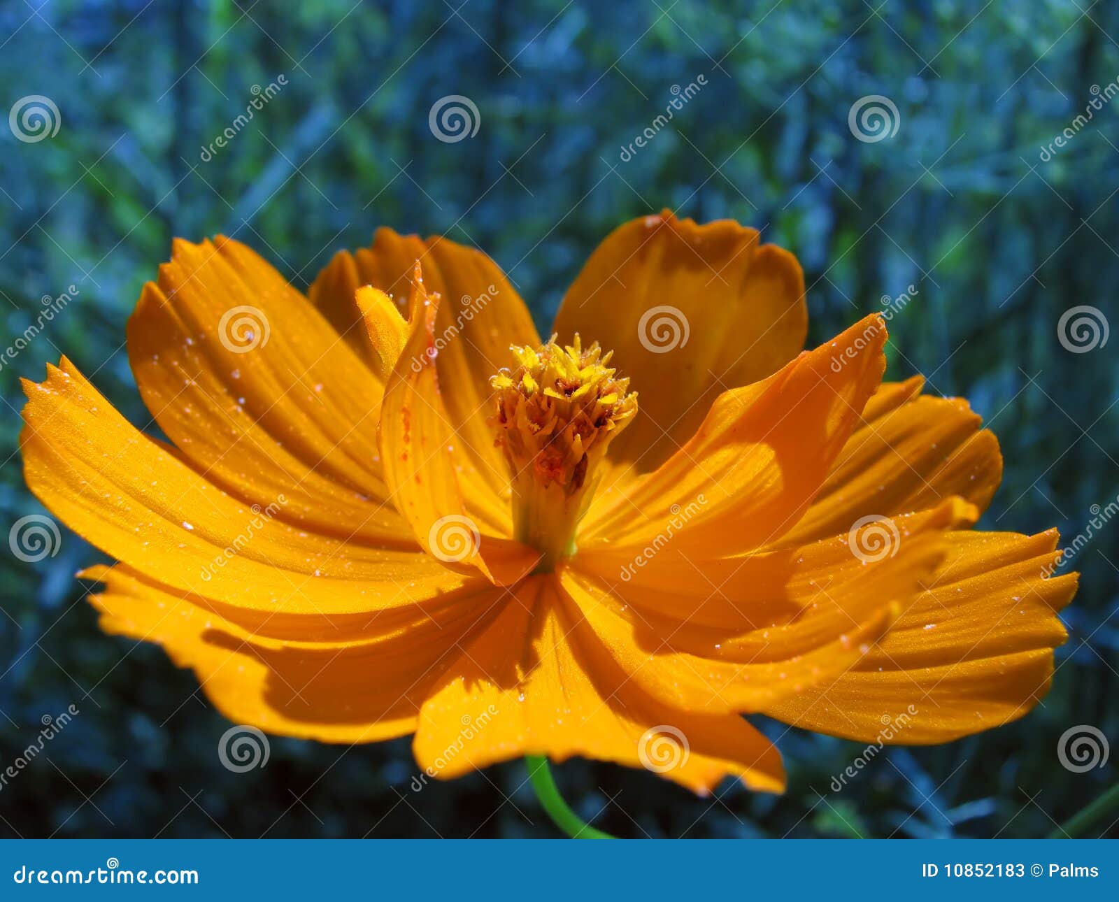 Coreopsis Flower stock image. Image of gardening, asterids - 10852183