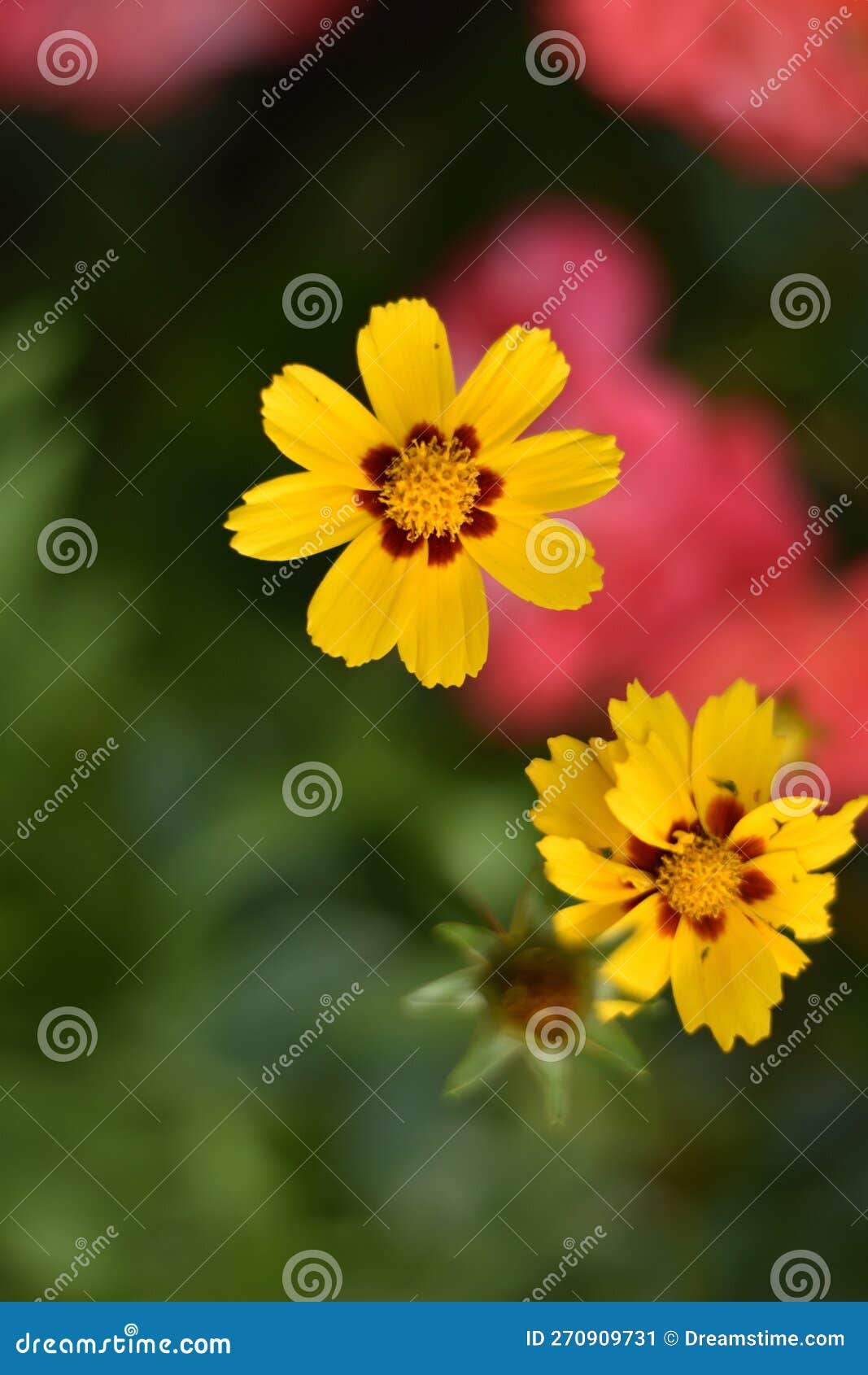 coreopsis grandiflora