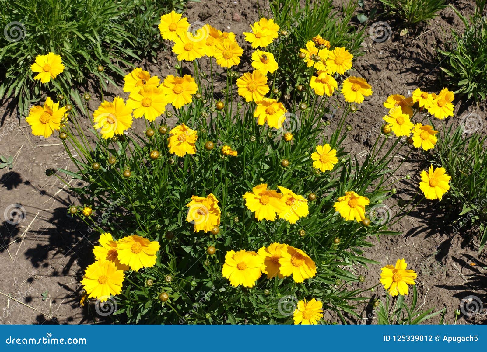 Coreopsis Lanceolata in Full Bloom in May Stock Photo Image of