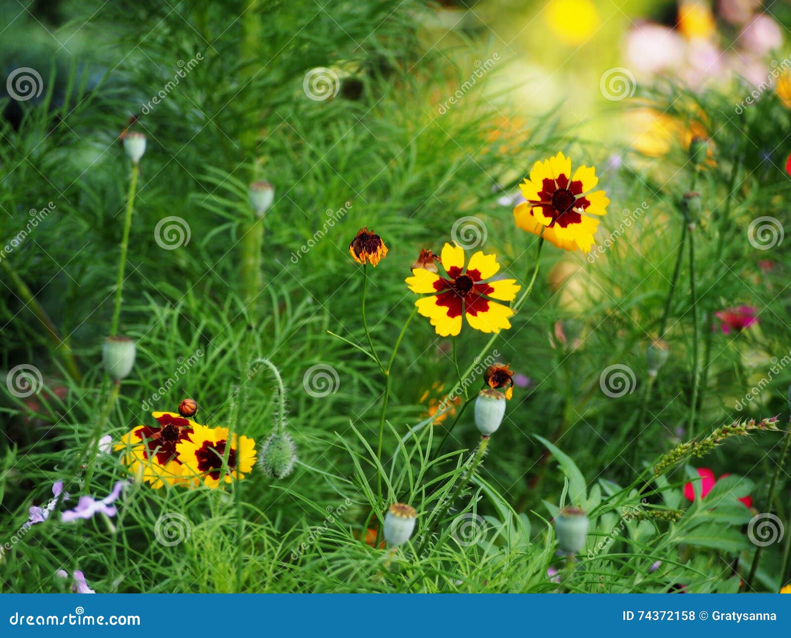 Coreopsis Tinctoria - Plains Coreopsis - Garden Tickseed Stock Photo ...