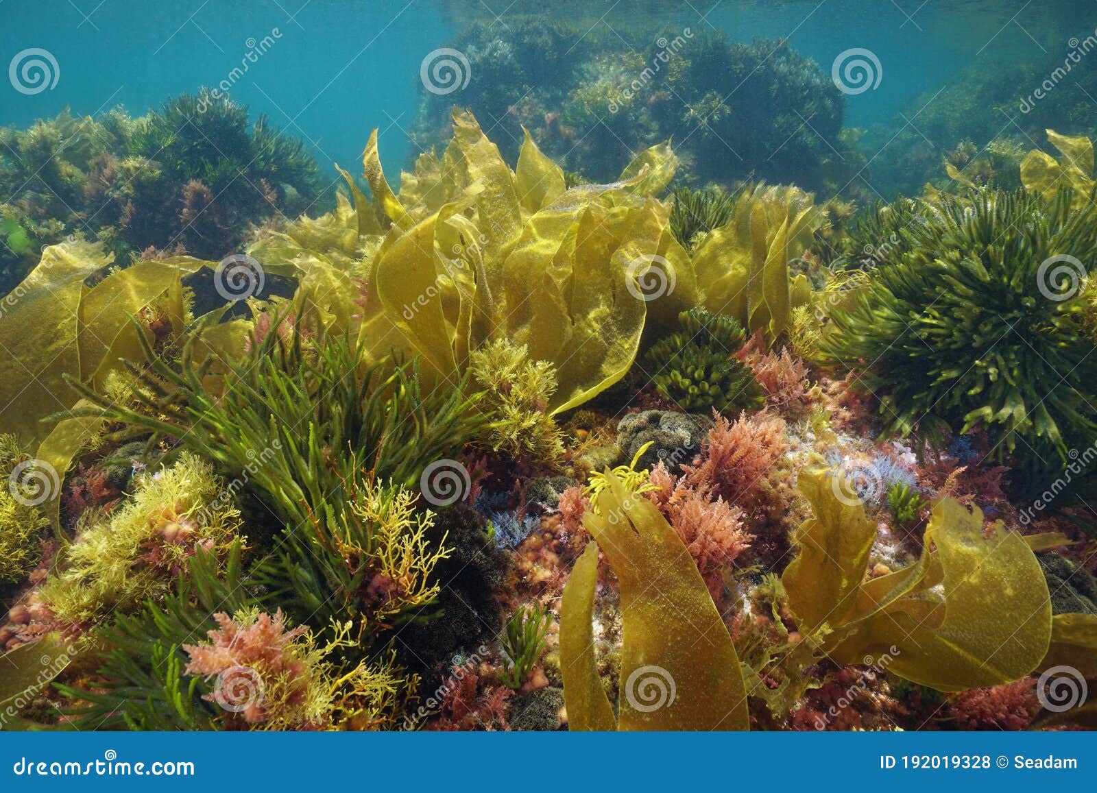 Cores Das Algas Marinhas Do Oceano Atlântico Submarino Foto de