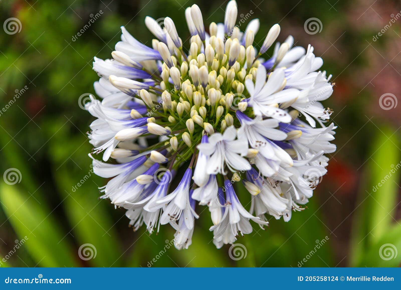 Cores No Jardim Branco Agapanthus Em Flor Foto de Stock - Imagem de flora,  chover: 205258124