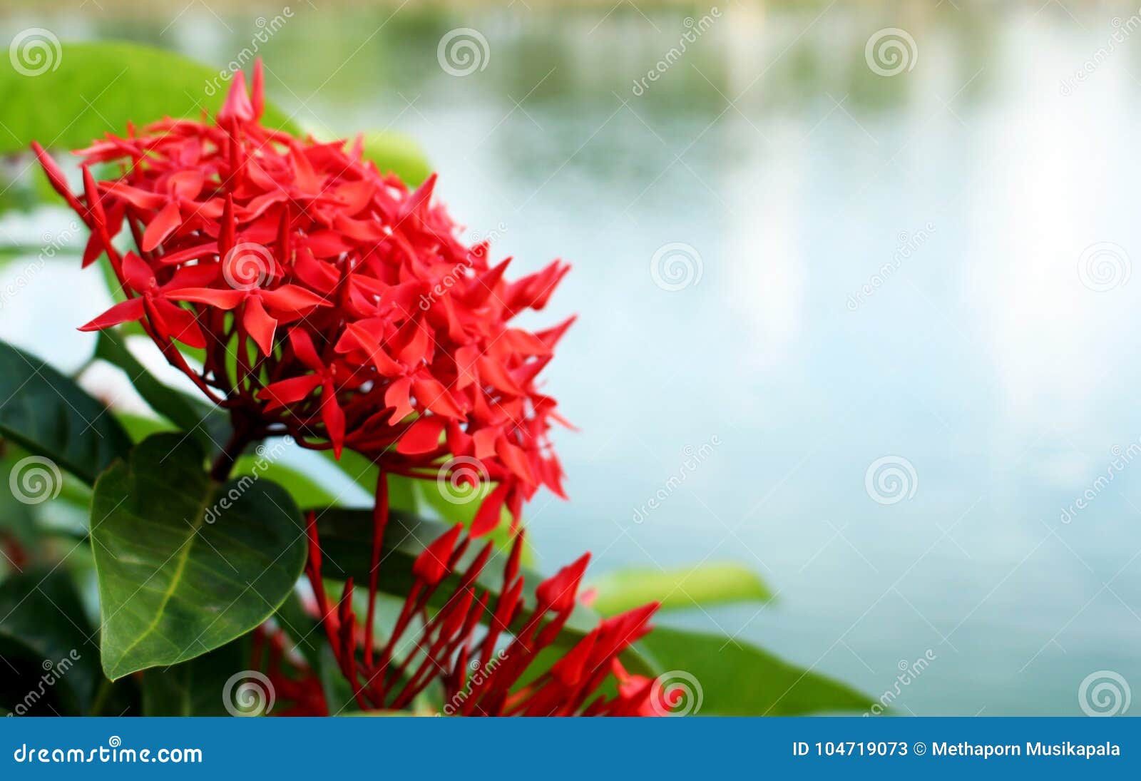 Cores Vermelhas De Ixora Da Flor Do Ponto Rei Ixora Ixora De Florescência  Chinensis Imagem de Stock - Imagem de flora, florescer: 104719073