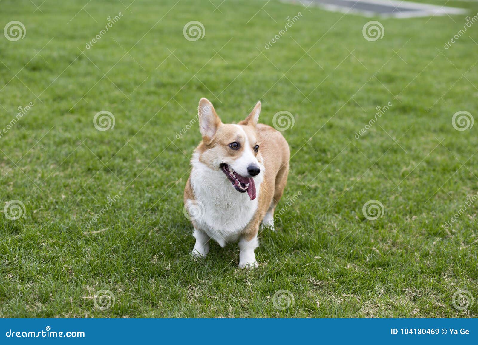 Corgi Image Stock Image Du Pattes Animal Pets Canin