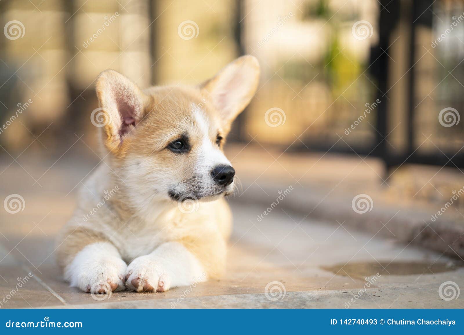 Corgi Baby Dog Wait For Someone In Summer Sunny Day Stock Image Image Of Faithful Attention Corgi Baby Dog Wait For Someone In Summer Sunny Day Stock Image Image Of Faithful Attention