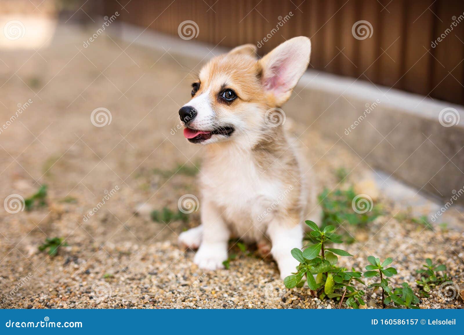 Corgi Baby Dog Wait For Someone In Summer Sunny Day Stock Image Image Of Faithful Animal Corgi Baby Dog Wait For Someone In Summer Sunny Day Stock Image Image Of Faithful Animal