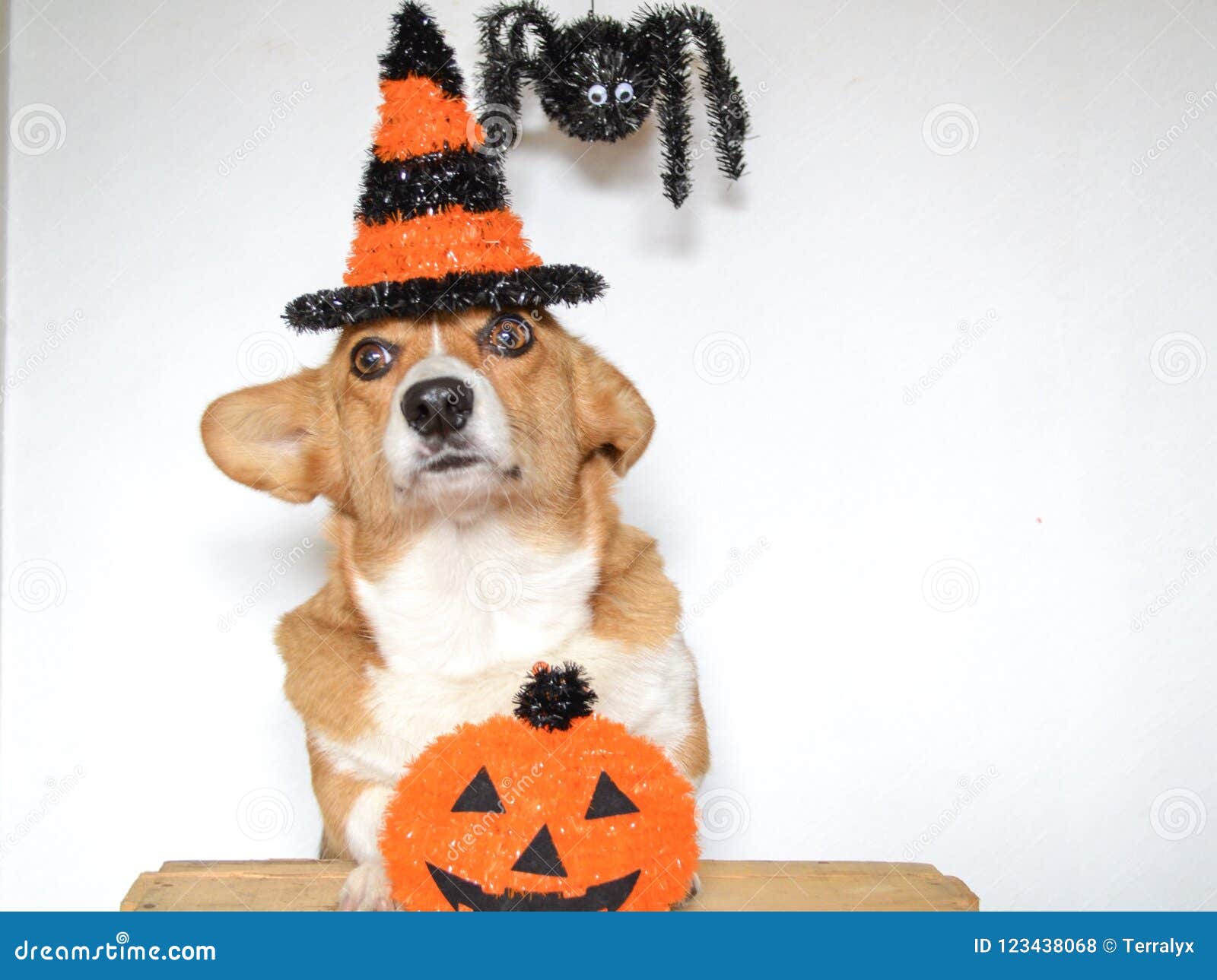 Cute Dog Stock Photo Image Of Halloween Corgi Pembroke 123438068
