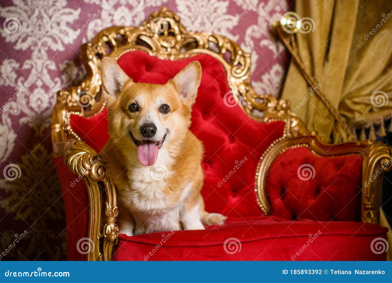 what breed of dog does the queen of england have