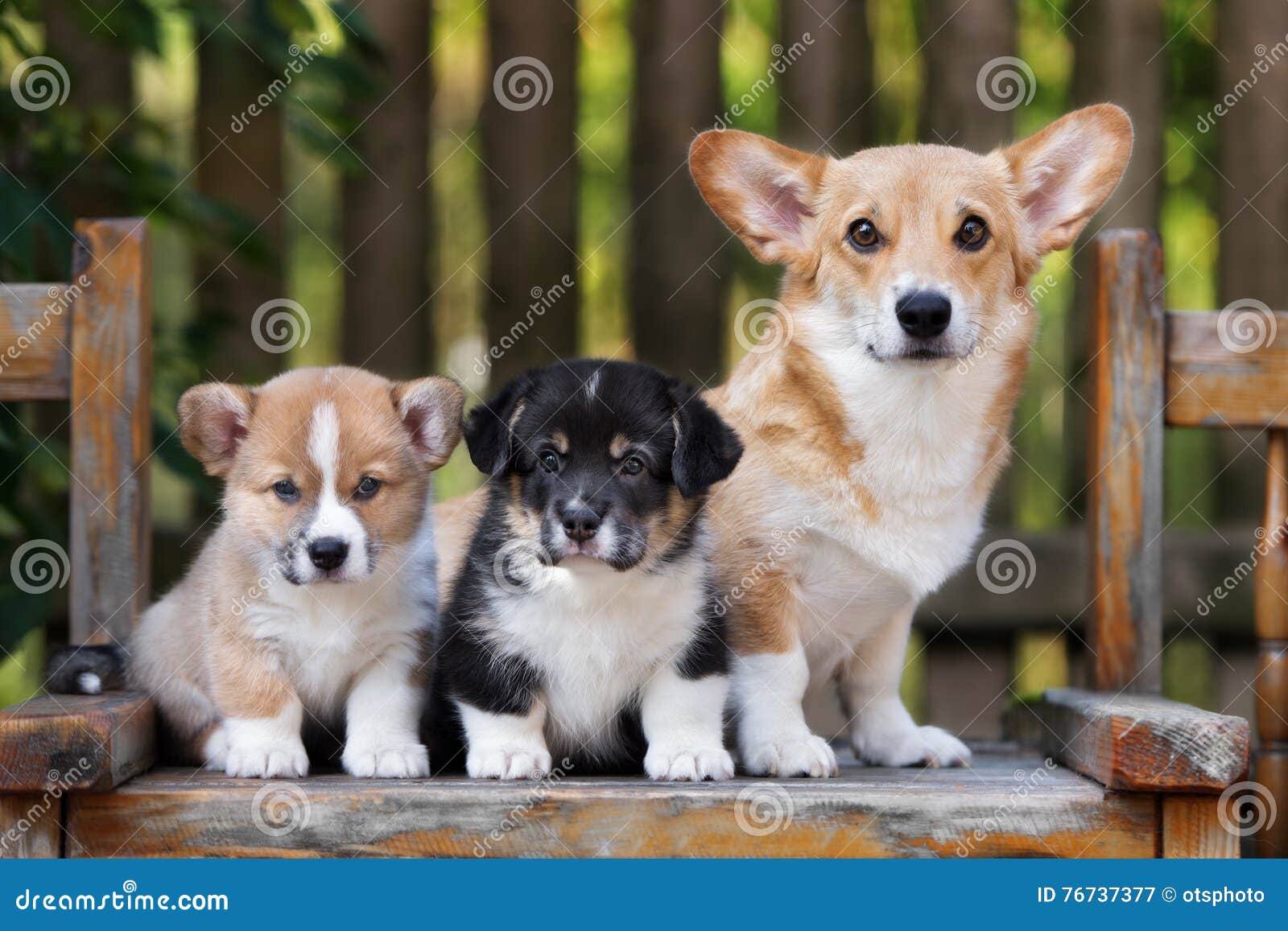 1,777 Corgi Puppies Stock Photos - Free & Royalty-Free Stock