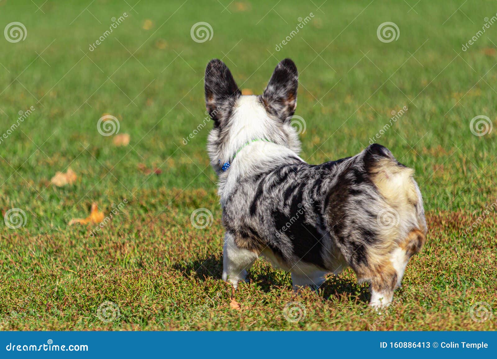 a corgi is interested in something