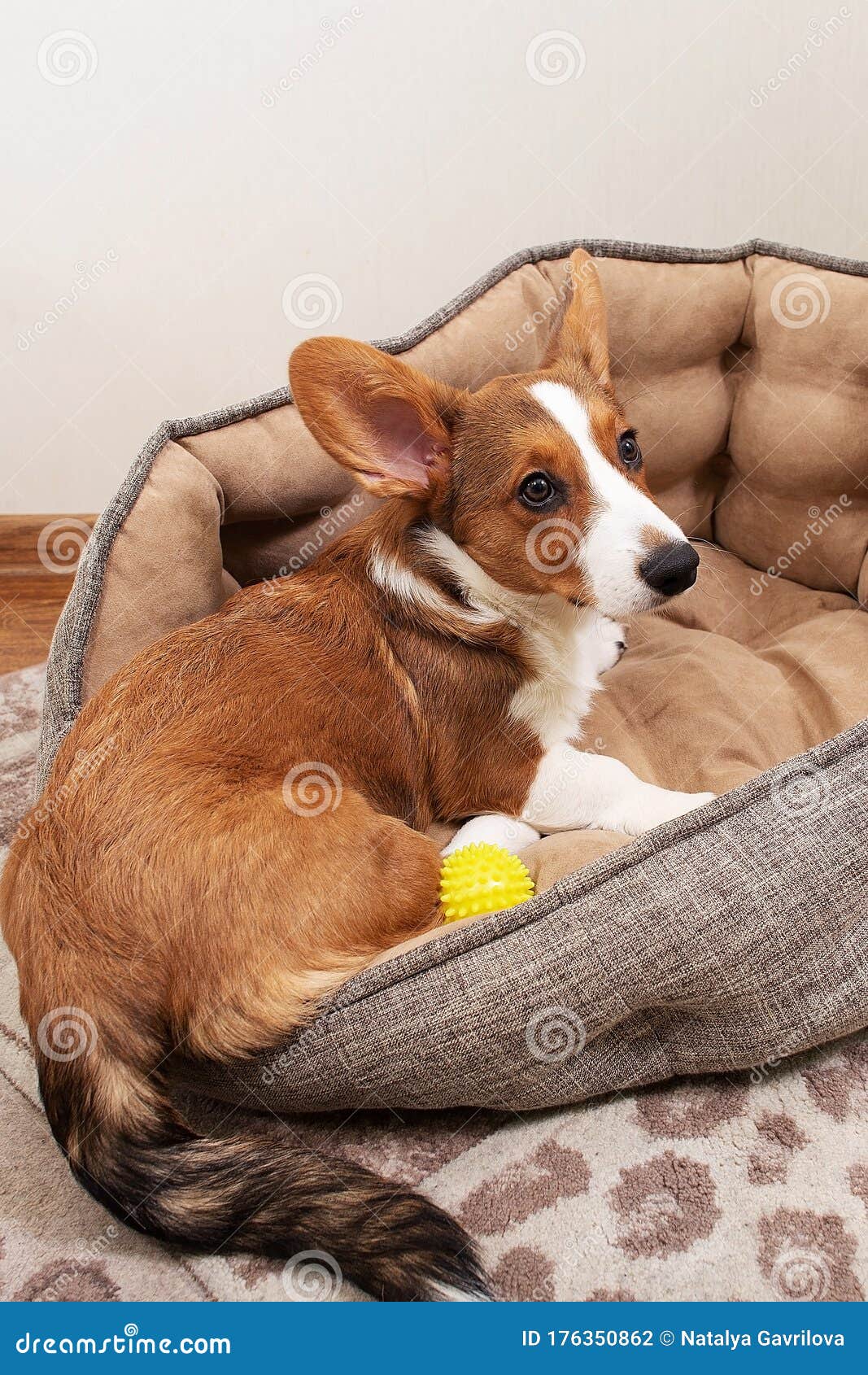 A Puppy is Lying in a Bed at Home, Top View Stock Photo Image