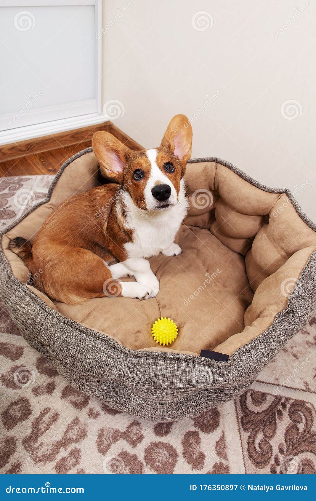A Puppy is Lying in a Bed at Home, Top View Stock Image Image
