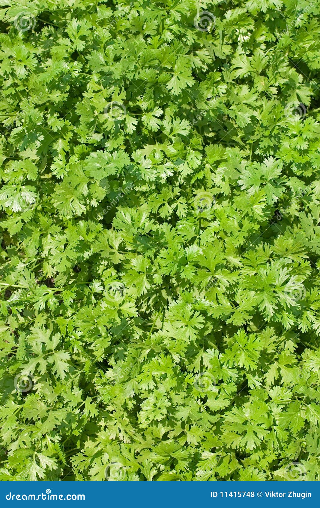Coriander stock photo. Image of flora, crop, plantation 11415748