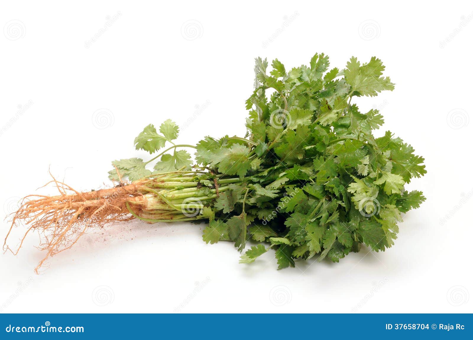 Coriander stock photo. Image of food, balance, root, plant 37658704