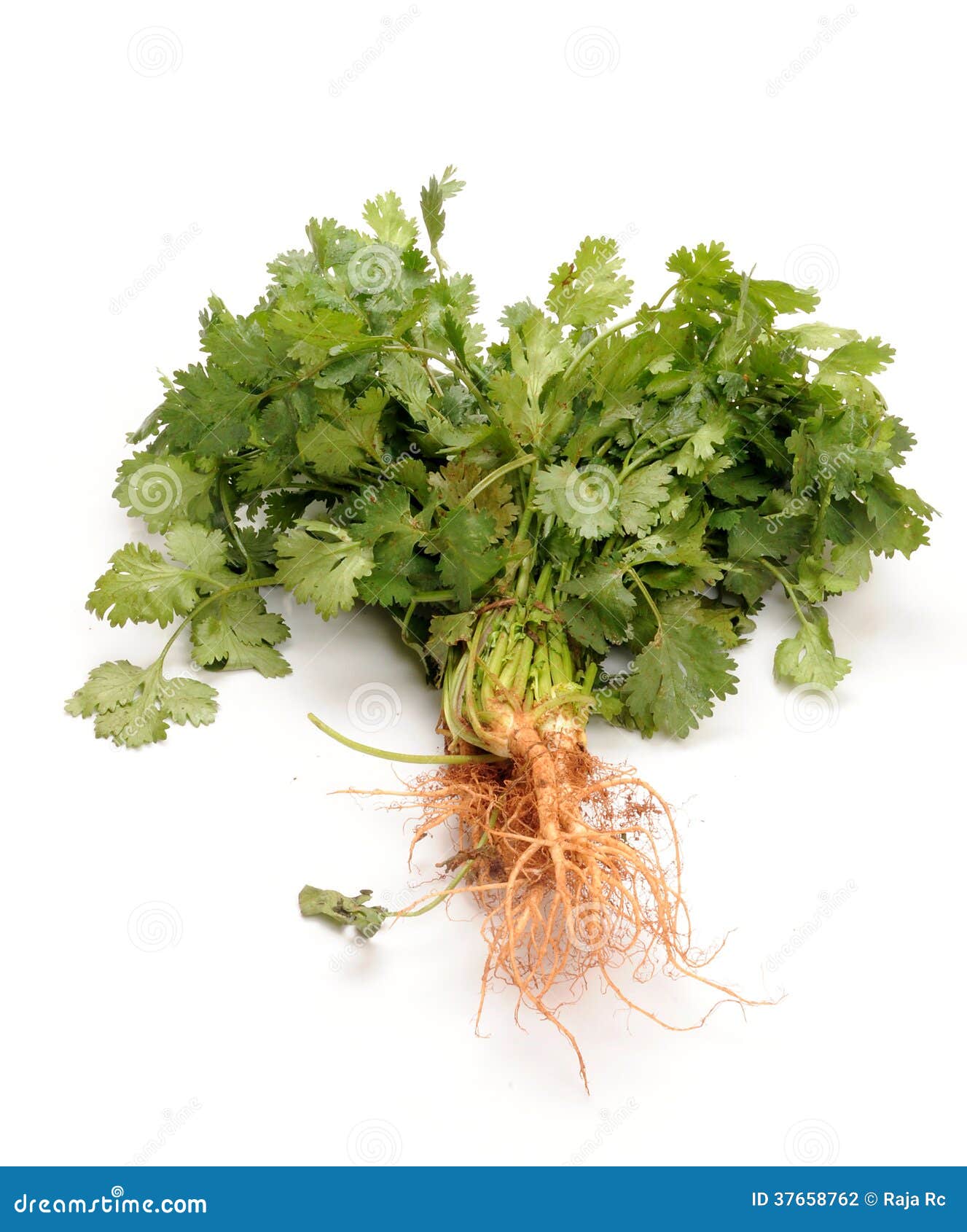 Coriander stock photo. Image of protein, background, keerai 37658762