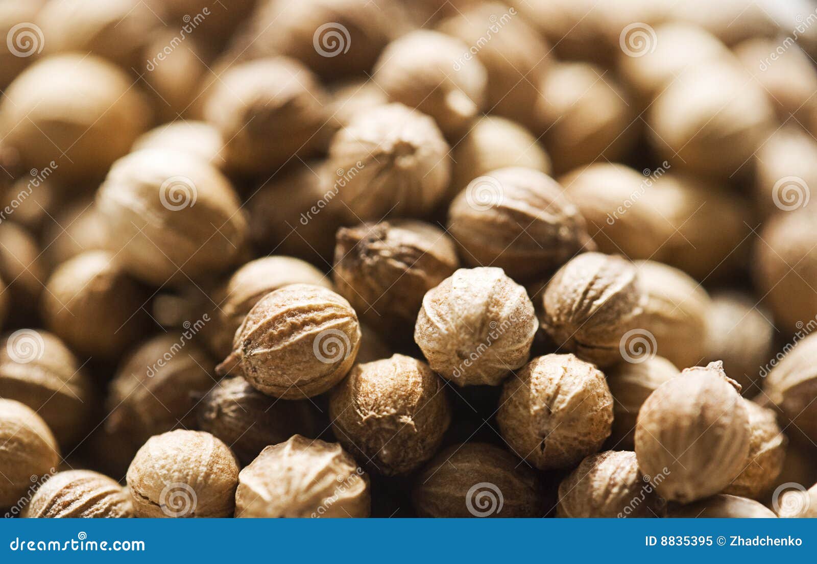 Coriander stock image. Image of condiment, bitter, foodstuff 8835395