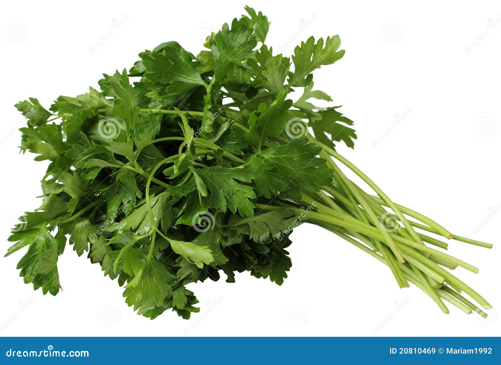 Coriander or Cilantro stock image. Image of tied, twine 20810469
