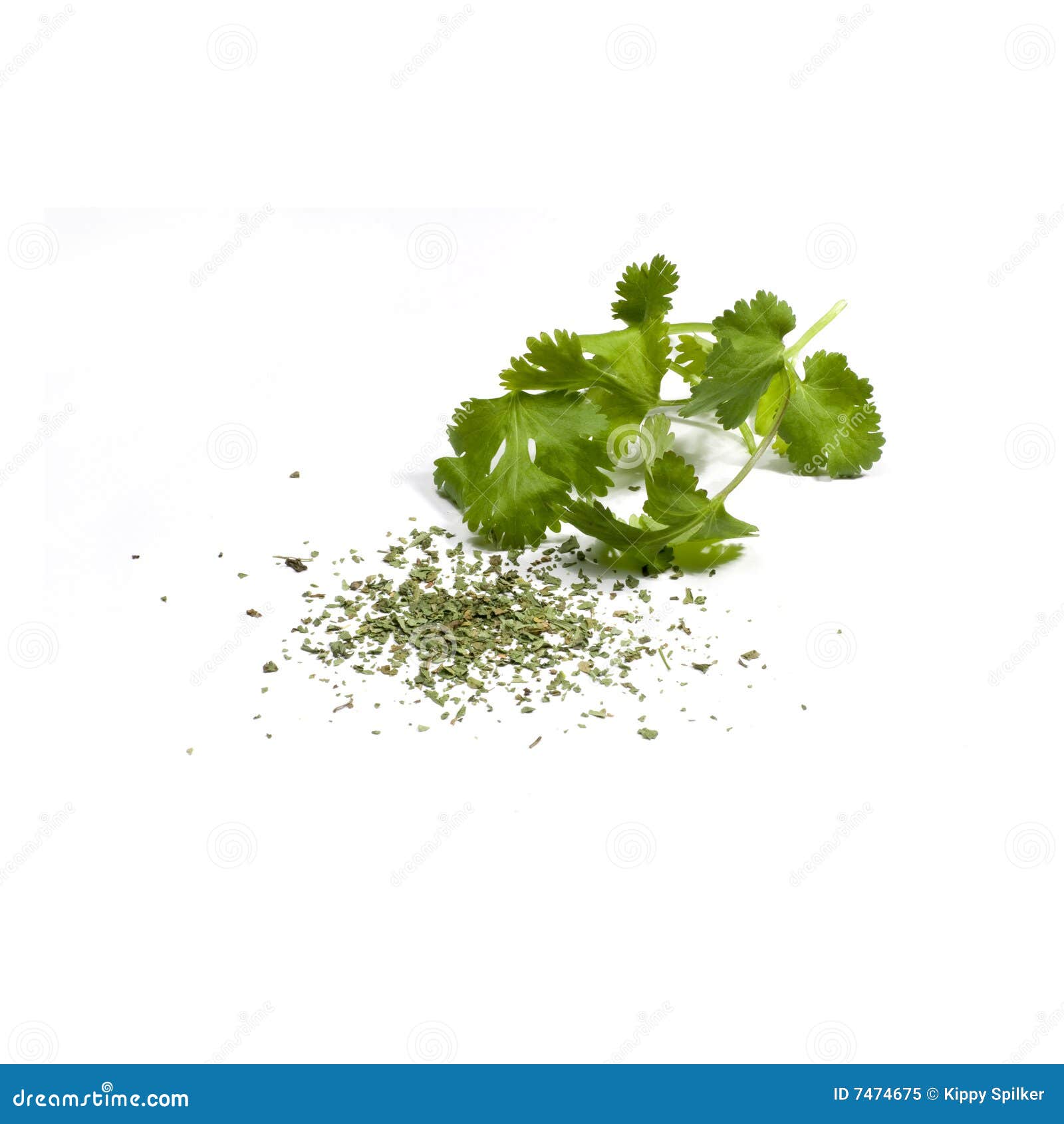 Coriander (Cilantro) stock image. Image of food, coriander 7474675