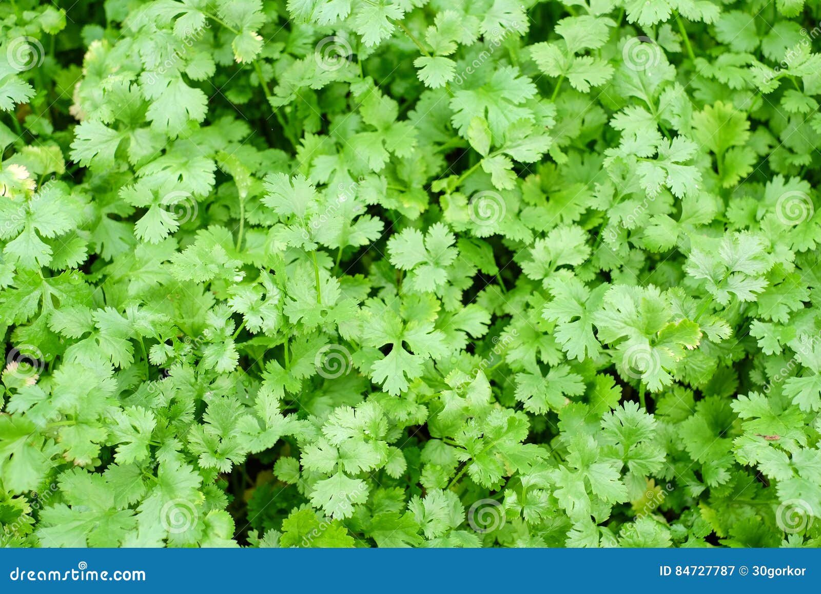 Coriander farm background stock image. Image of vegetable 84727787