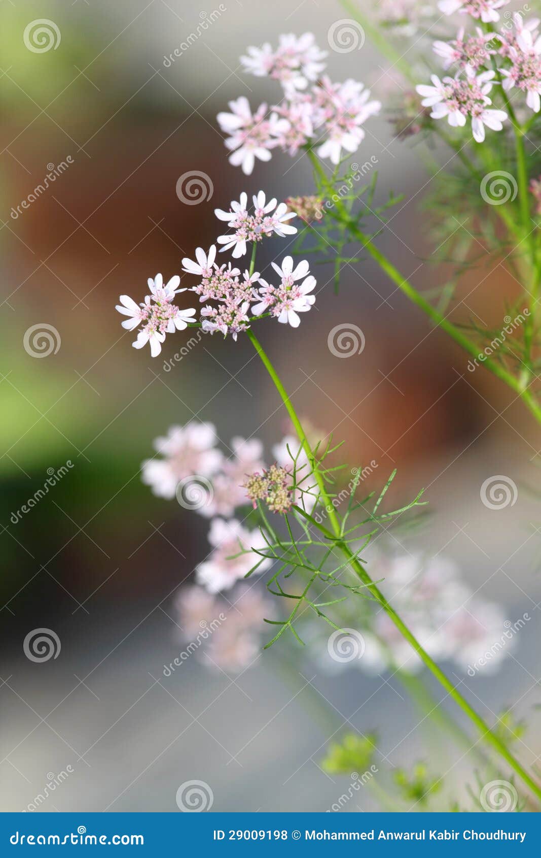 Coriander flower stock photo. Image of cook, cuisine 29009198