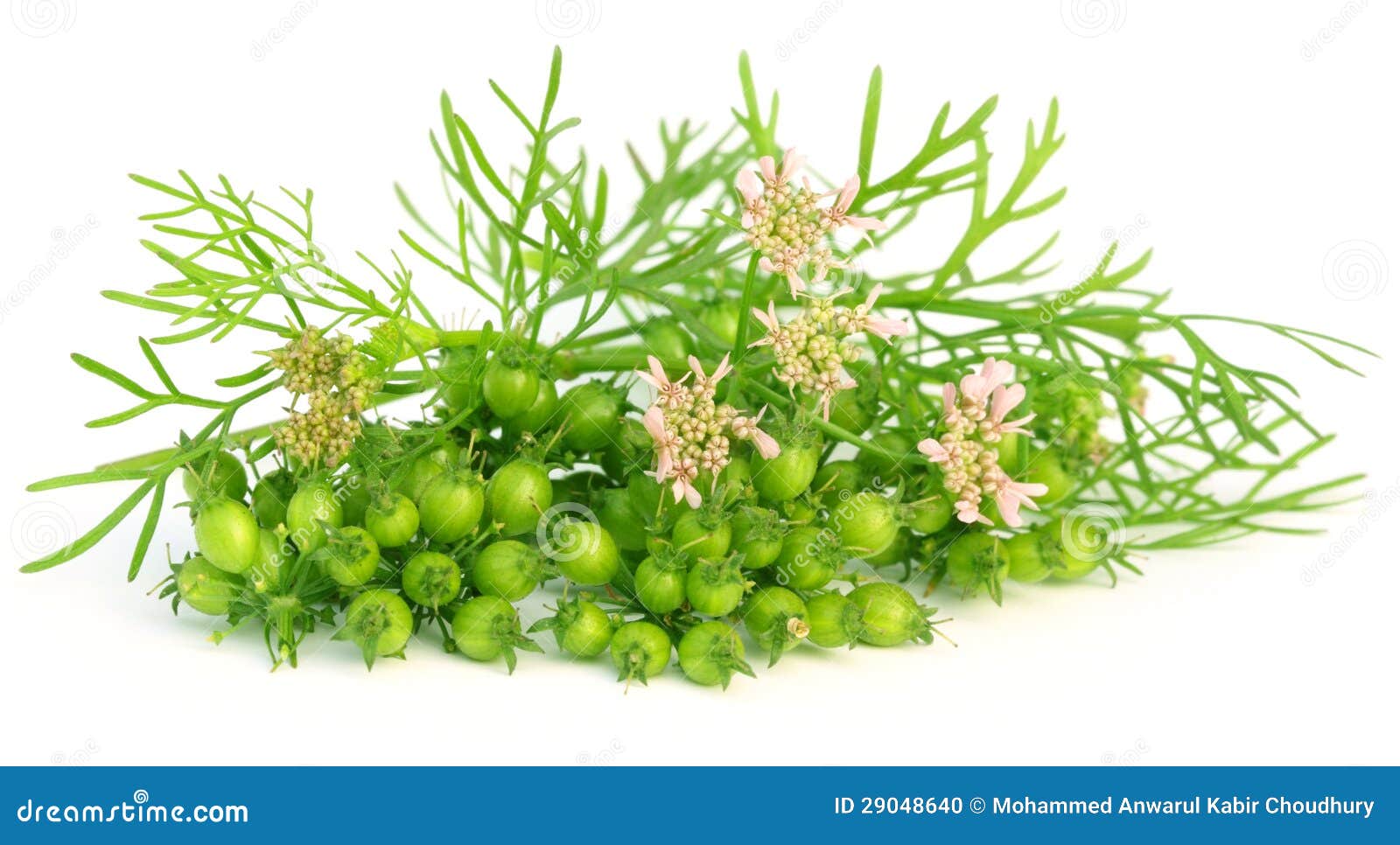 Coriander Flower with Leaves Stock Photo Image of culinary