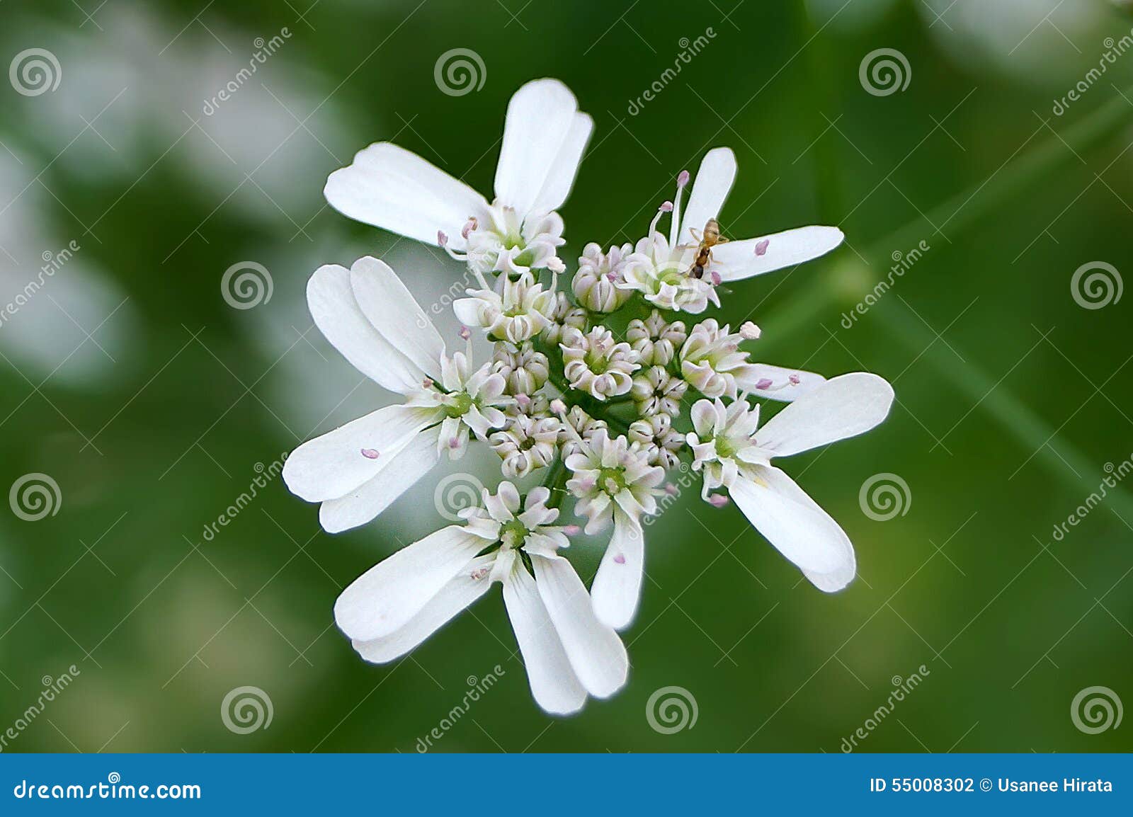 Coriander flower stock photo. Image of vegetable, plant 55008302
