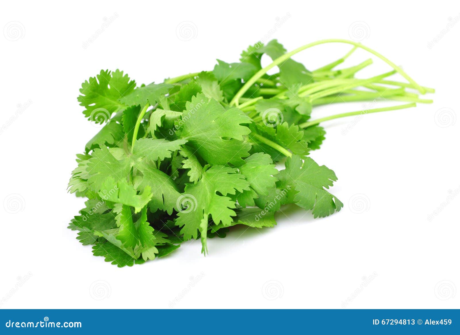 Coriander stock image. Image of fresh, bunch, string 67294813