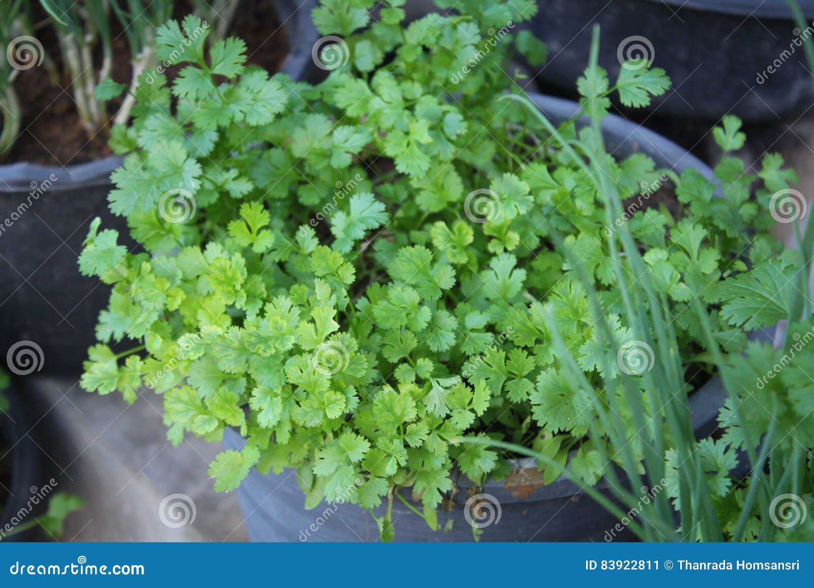 Coriander.Fresh Leaves Coriander Plant Stock Image Image of curly
