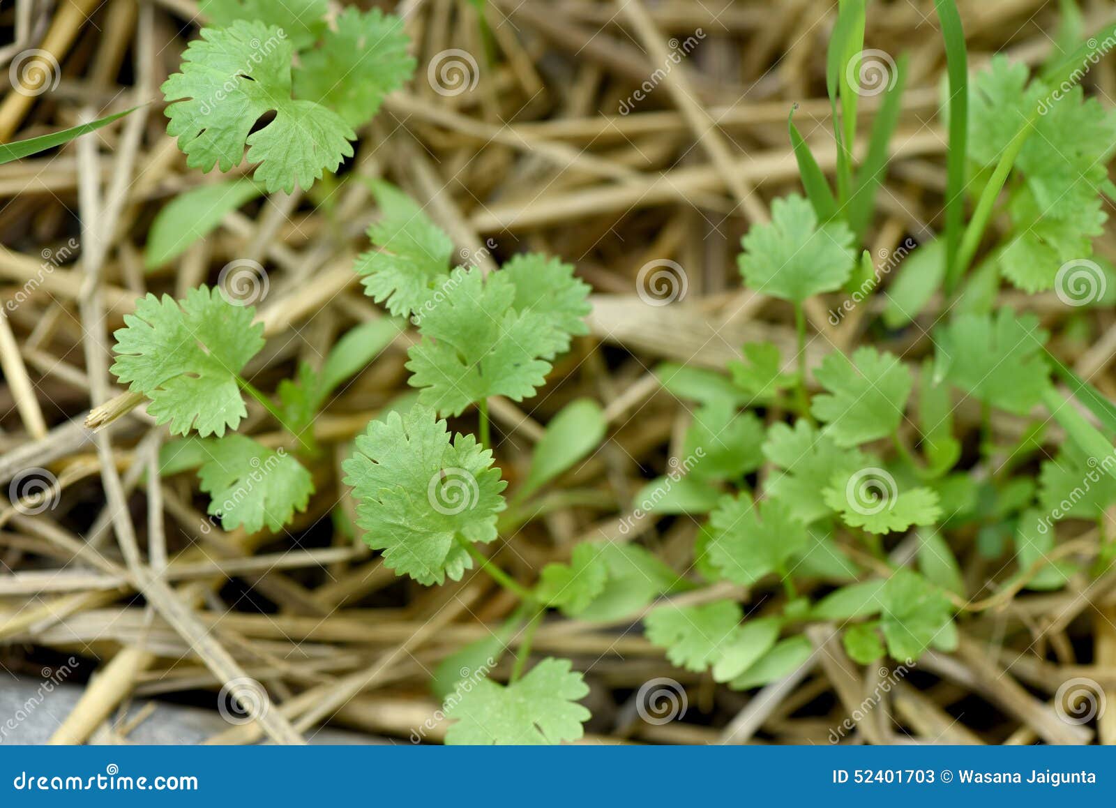 Coriander in the garden. stock image. Image of leafy 52401703