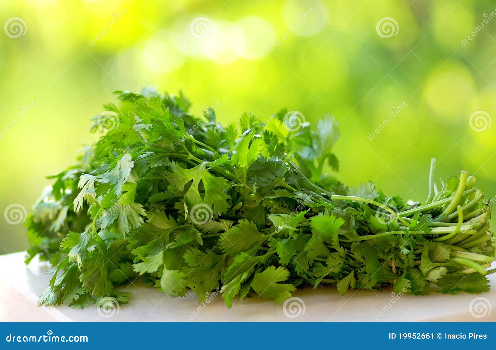 Coriander on Green Background. Stock Image Image of diet, cooking