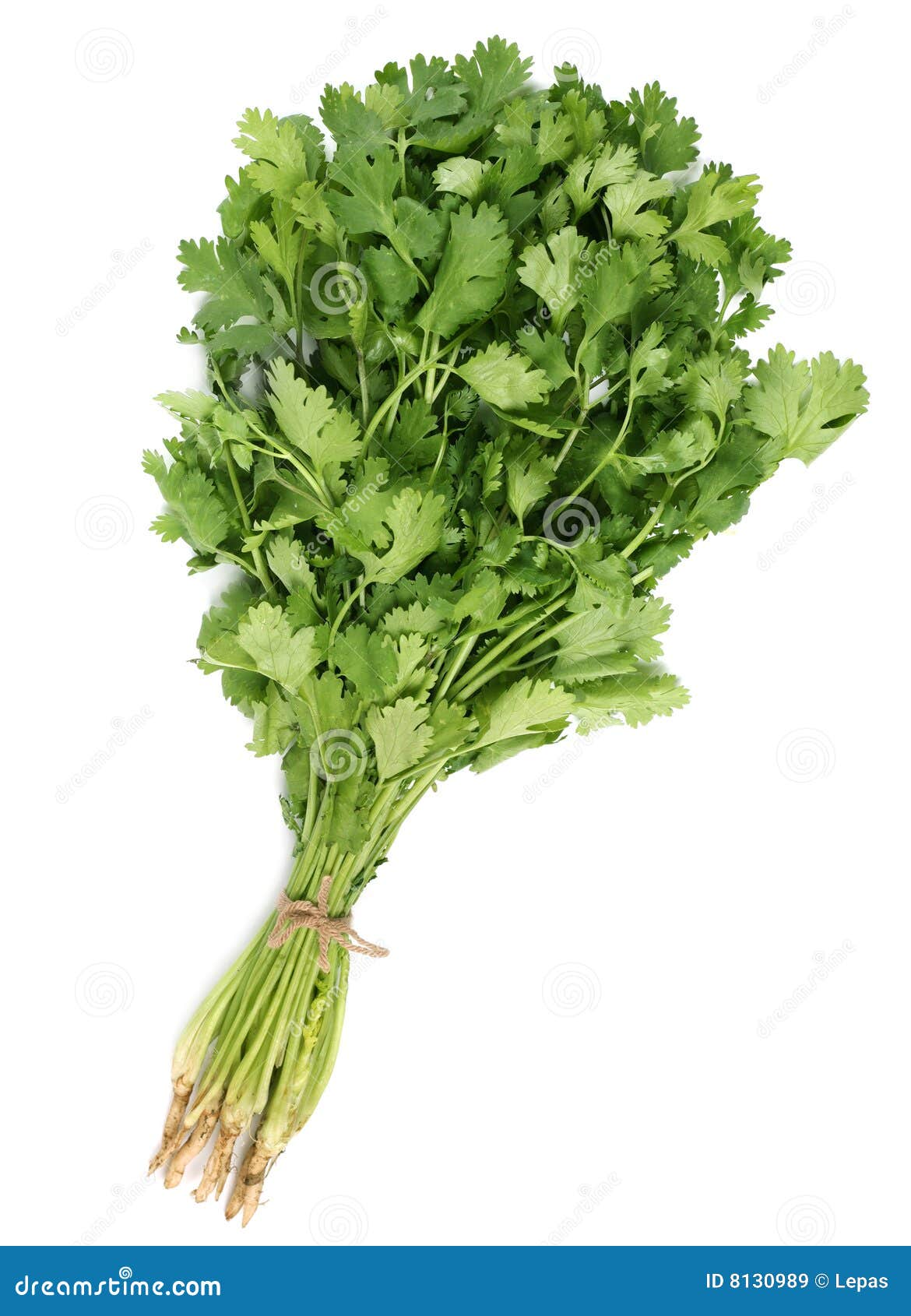 Coriander leaf stock image. Image of cilantro, organic 8130989