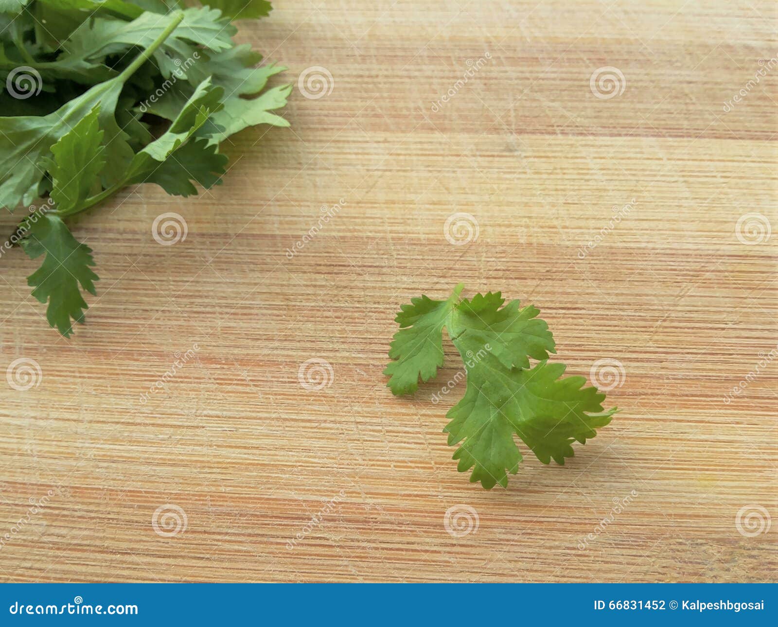 Coriander leaf stock photo. Image of kitchen, close, lunch 66831452