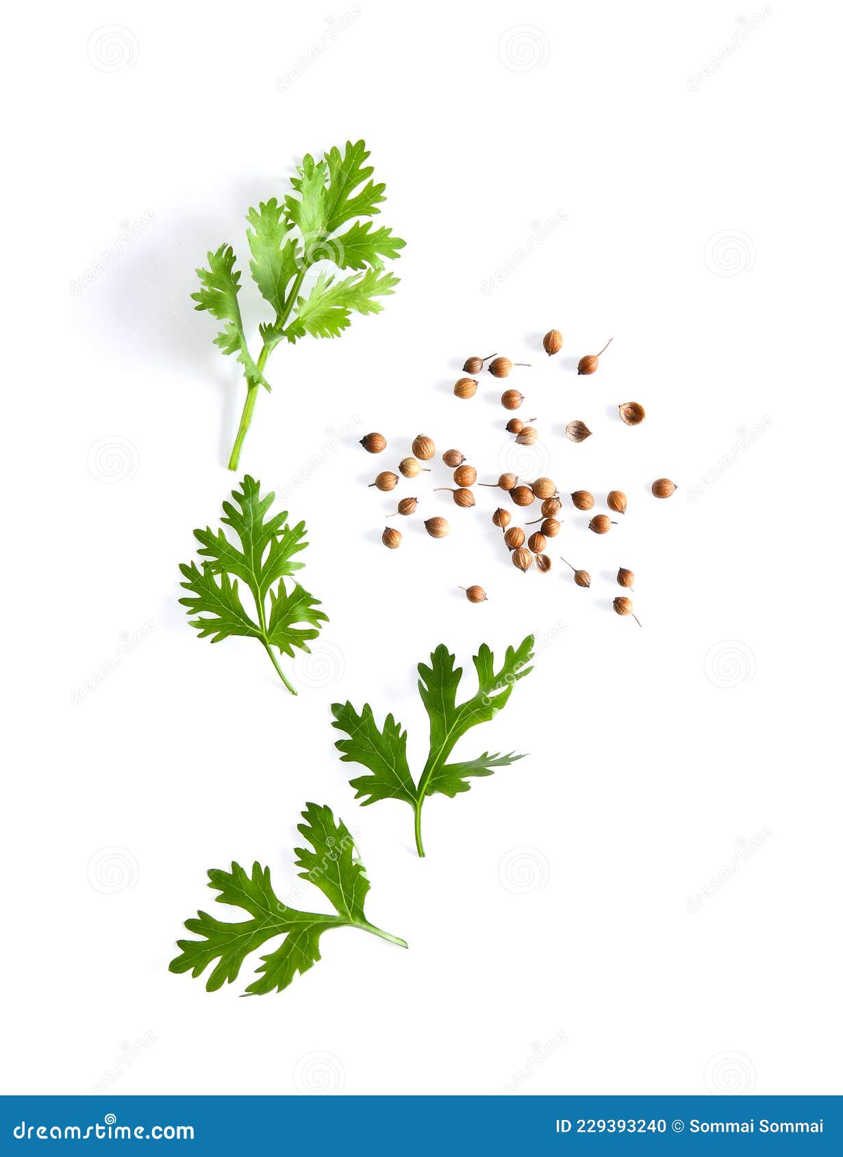 Coriander Leaf and Seeds Isolated on White Stock Photo Image of