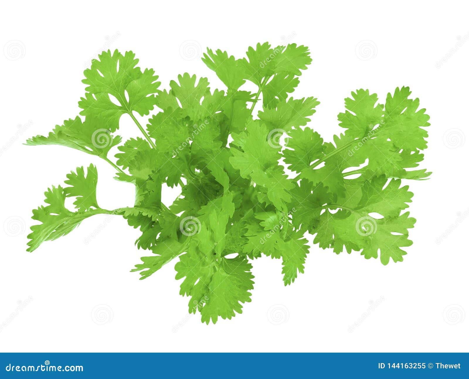 Coriander Leaf on White Background Stock Image Image of parsley