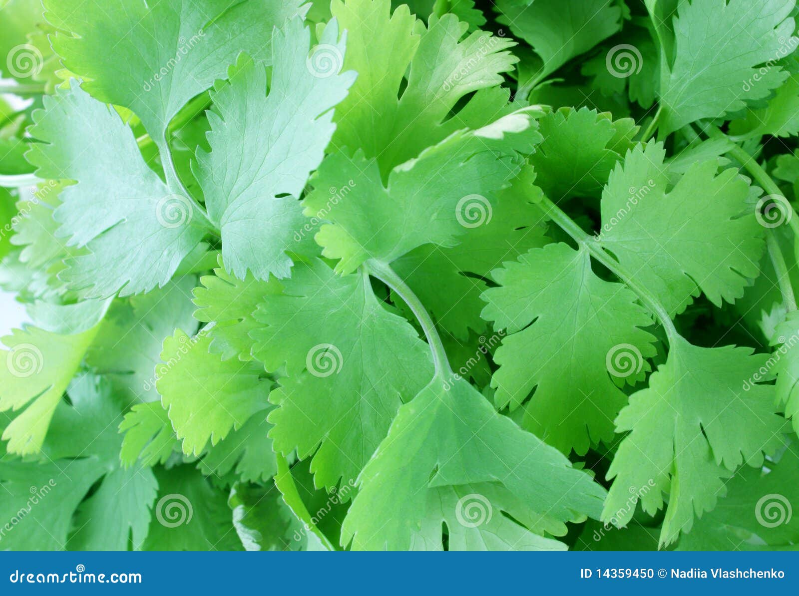Coriander Leaves And Seeds Isolated On White Background Top View Stock