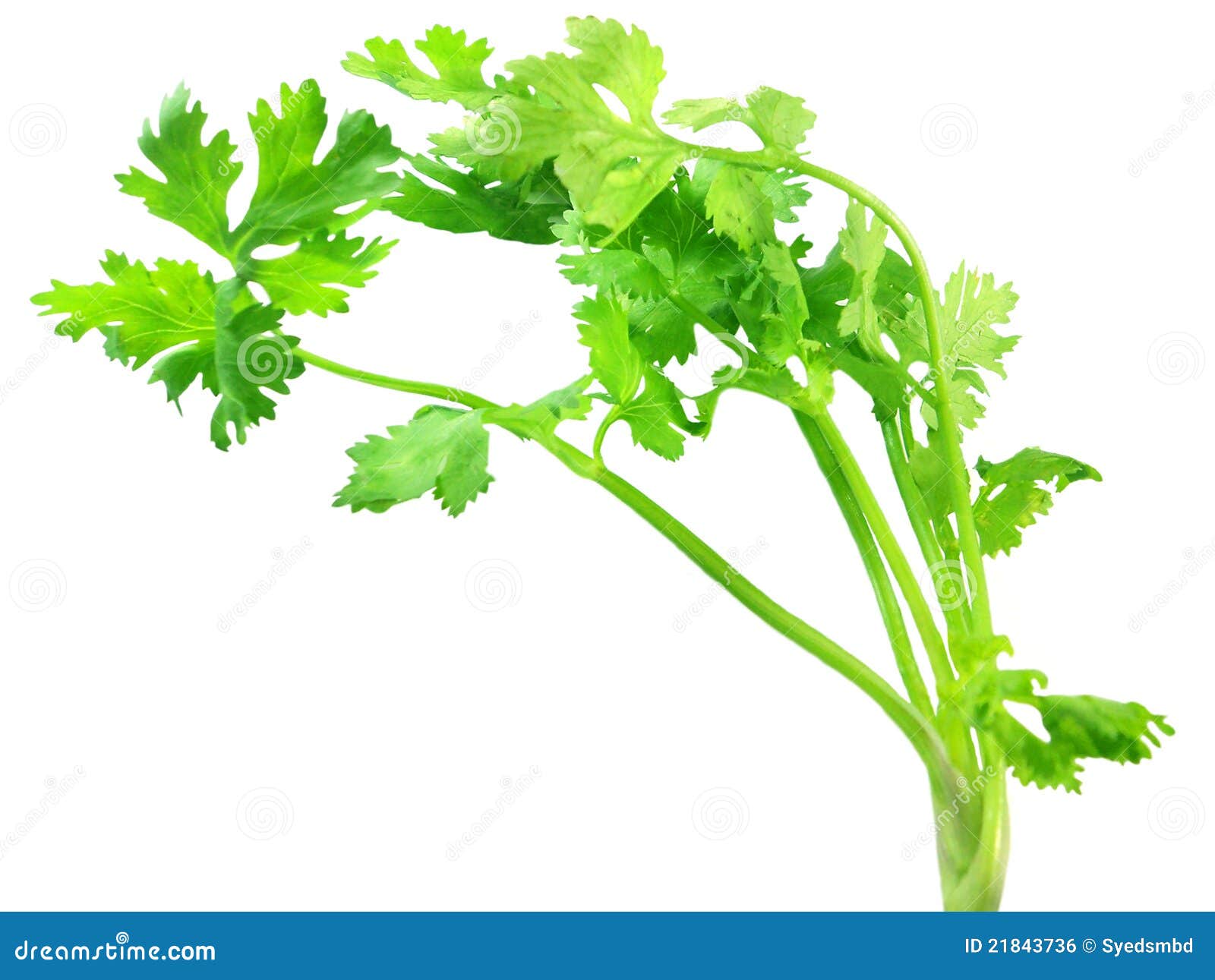 Coriander leaves stock photo. Image of food, coriander 21843736